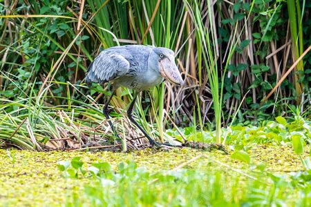 The Shoebill , Balaeniceps rex, also known as Whalehead, is a very large stork-like bird. It derives its name from its massive shoe-shaped bill.の写真素材