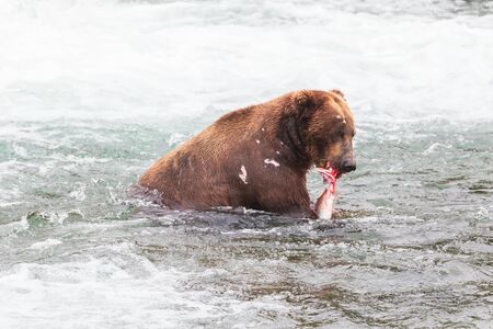 Grizzly bear in Alaska Katmai National Park hunts salmons (Ursus arctos horribilis)の写真素材