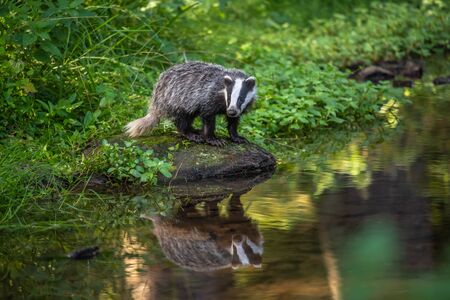 Badger in forest, animal in nature habitat, Germany, Europe. Wild Badger, Meles meles, animal in the...