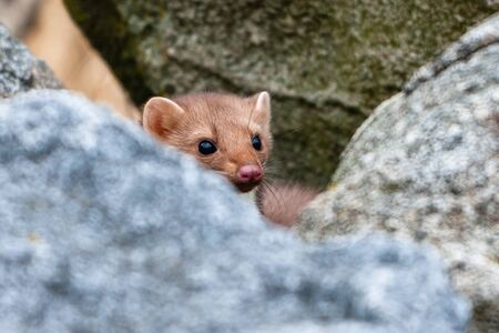 Stone marten, Martes foina, with clear green background. Detail portrait of forest animal. Small predator sitting on the beautiful green mossy tree trunk in the forest.の写真素材