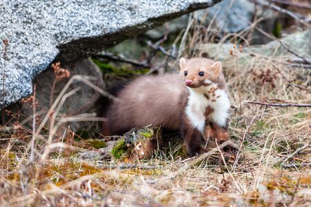 Stone marten, Martes foina, with clear green background. Detail portrait of forest animal. Small predator sitting on the beautiful green mossy tree trunk in the forest.の写真素材