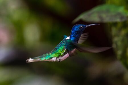 Action scene with hummingbird Tourmaline Sunangel, eating nectar from beautiful yellow flower in Ecuador.の写真素材
