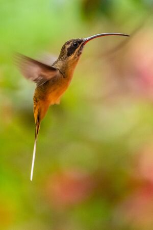 Hummingbird(Trochilidae)Flying gems
