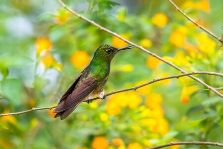 Hummingbird(Trochilidae)Flying gemsの写真素材