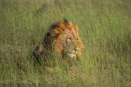 Mighty Lion watching the lionesses who are ready for the hunt in Masai Mara, Kenya (Panthera leo)の写真素材