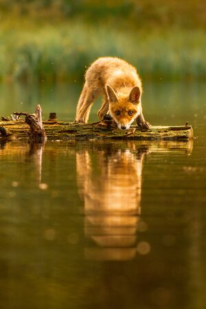 Cute Red Fox, Vulpes vulpes in fall forest. Beautiful animal in the nature habitat. Wildlife scene...