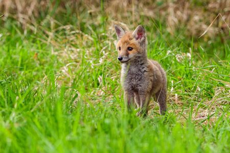 Cute Red Fox, Vulpes vulpes in fall forest. Beautiful animal in the nature habitat. Wildlife scene from the wild nature. Red fox running in orange autumn leavesの写真素材