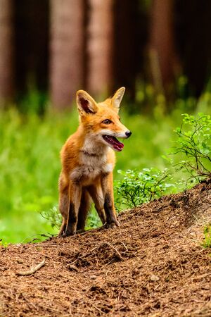 Cute Red Fox, Vulpes vulpes in fall forest. Beautiful animal in the nature habitat. Wildlife scene from the wild nature. Red fox running in orange autumn leavesの写真素材