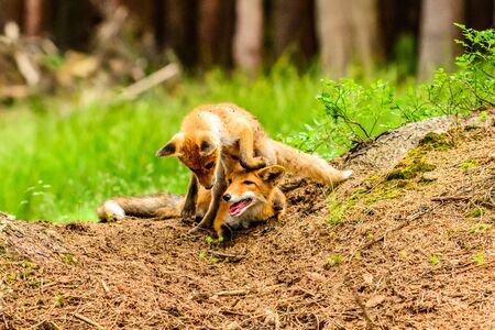 Cute Red Fox, Vulpes vulpes in fall forest. Beautiful animal in the nature habitat. Wildlife scene from the wild nature. Red fox running in orange autumn leavesの写真素材