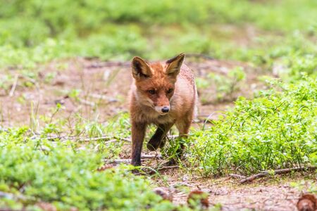 Jumping Red Fox, Vulpes vulpes, wildlife scene from Europe. Orange fur coat animal in the nature habitat.の写真素材