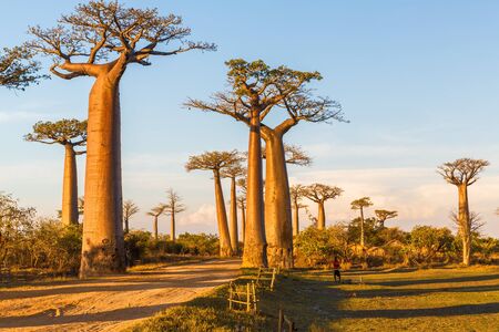 Beautiful Baobab trees at sunset at the avenue of the baobabs in Madagascarの写真素材
