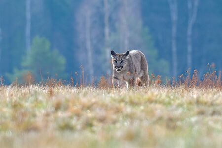 Cougar (Puma concolor), also commonly known as the mountain lion, puma, panther, or catamount. is the greatest of any large wild terrestrial mammal in the western hemisphere.の写真素材