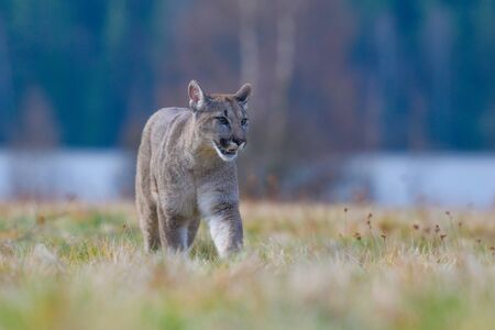 Cougar (Puma concolor), also commonly known as the mountain lion, puma, panther, or catamount. is the greatest of any large wild terrestrial mammal in the western hemisphere.の写真素材