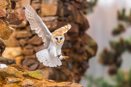 common barn owl ( Tyto albahead ) head close upの写真素材