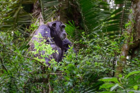 Mountain gorillas in the rainforest. Uganda. Bwindi Impenetrable Forest National Park. Vector Illustration Keywords:の写真素材