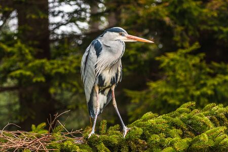 Grey Heron, Ardea cinerea, in the water, blurred grass in backgroundの写真素材