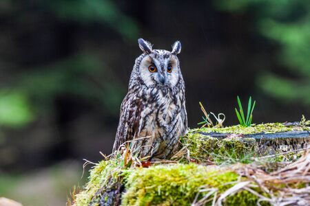 Eurasian eagle owl (bubo bubo) portrait, owls are often used as a symbol of wisdom, selective focus on the orange eyes, narrow depth of fieldの写真素材