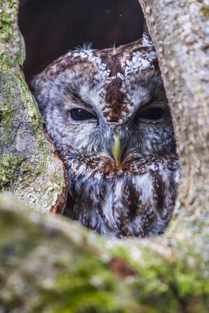 Eurasian eagle owl (bubo bubo) portrait, owls are often used as a symbol of wisdom, selective focus on the orange eyes, narrow depth of fieldの写真素材