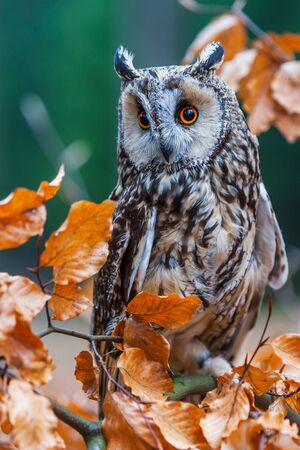 Eurasian eagle owl (bubo bubo) portrait, owls are often used as a symbol of wisdom, selective focus on the orange eyes, narrow depth of fieldの写真素材