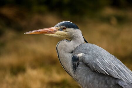 Grey Heron, Ardea cinerea, in the water, blurred grass in background