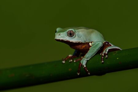 American green tree frog (Hyla cinerea)