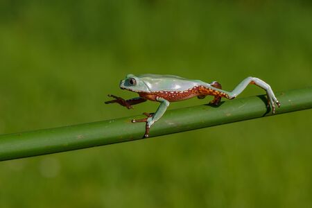 American green tree frog (Hyla cinerea)の写真素材