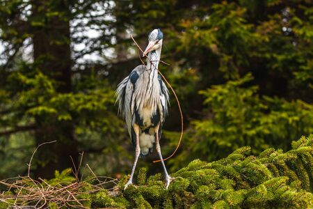 Grey Heron, Ardea cinerea, in the water, blurred grass in backgroundの写真素材