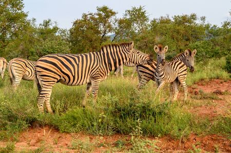 Plain Zebras (Equus Quagga) in the african savanna of the Etosha National Park in Namibiaの写真素材