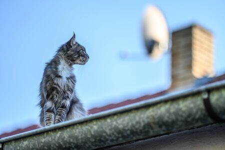Closed up of domestic adorable black grey Maine Coon kitten, young peaceful cat in sunshine dayの写真素材
