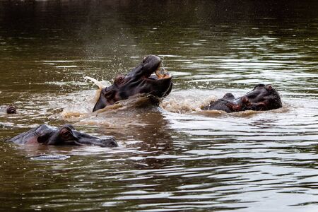 Hippo with open muzzle in the water. African Hippopotamus, Hippopotamus amphibius capensis, with...