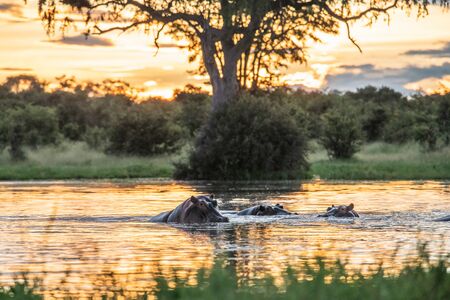 Hippo with open muzzle in the water. African Hippopotamus, Hippopotamus amphibius capensis, with evening sun, animal in the nature water habitat, Botswana, Africaの写真素材