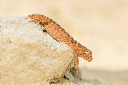 Close up of the oriental garden lizard, eastern garden lizard or changeable lizard (Calotes versicolor) on the sand.の写真素材