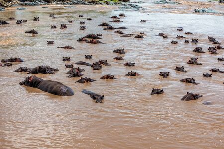 Hippo with open muzzle in the water. African Hippopotamus, Hippopotamus amphibius capensis, with...