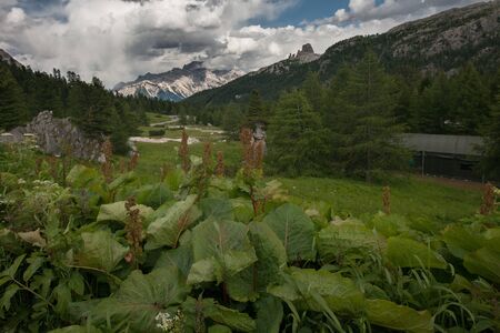 landscape forest in trentino with dolomiti mountainの写真素材