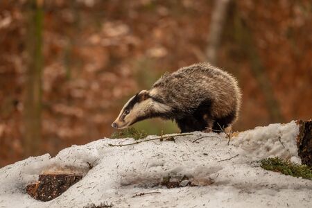 badger running in snow, winter scene with badger in snowの写真素材