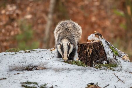 badger running in snow, winter scene with badger in snowの写真素材