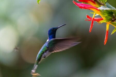 Blue hummingbird Violet Sabrewing flying next to beautiful red flower. Tinny bird fly in jungle. Wildlife in tropic Costa Rica. Two bird sucking nectar from bloom in the forest. Bird behaviourの写真素材