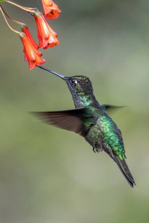 Blue hummingbird Violet Sabrewing flying next to beautiful red flower. Tinny bird fly in jungle. Wildlife in tropic Costa Rica. Two bird sucking nectar from bloom in the forest. Bird behaviourの写真素材
