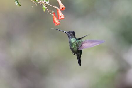 Blue hummingbird Violet Sabrewing flying next to beautiful red flower. Tinny bird fly in jungle. Wildlife in tropic Costa Rica. Two bird sucking nectar from bloom in the forest. Bird behaviourの写真素材