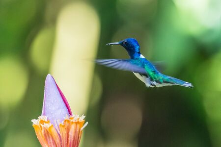 Blue hummingbird Violet Sabrewing flying next to beautiful red flower. Tinny bird fly in jungle....