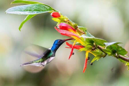 Blue hummingbird Violet Sabrewing flying next to beautiful red flower. Tinny bird fly in jungle. Wildlife in tropic Costa Rica. Two bird sucking nectar from bloom in the forest. Bird behaviourの写真素材