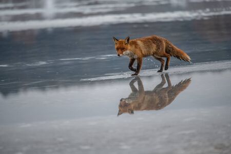 Red fox (Vulpes vulpes) with a bushy tail hunting in the snow in winter in Algonquin Park in Canadaの写真素材