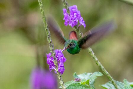 Blue hummingbird Violet Sabrewing flying next to beautiful red flower. Tinny bird fly in jungle. Wildlife in tropic Costa Rica. Two bird sucking nectar from bloom in the forest. Bird behaviourの写真素材