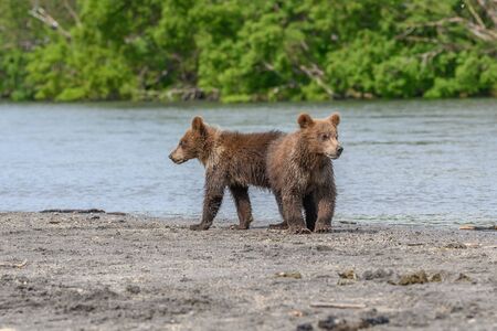 Ruling the landscape, brown bears of Kamchatka (Ursus arctos beringianus)の写真素材