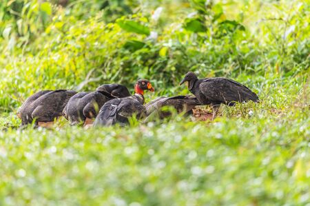 King vulture, Sarcoramphus papa, large bird found in Central and South America. Flying bird, forest in the background. Wildlife scene from tropic nature. Red head bird. Condor with open wing, Panamaの写真素材