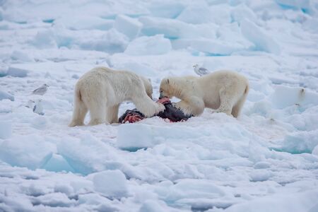 Polar Bear (Ursus maritimus) Spitsbergen North Oceanの写真素材