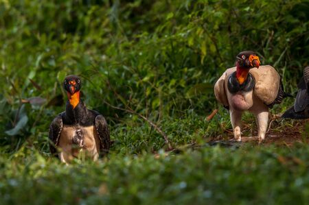 King vulture, Sarcoramphus papa, large bird found in Central and South America. Flying bird, forest in the background. Wildlife scene from tropic nature. Red head bird. Condor with open wing, Panamaの写真素材