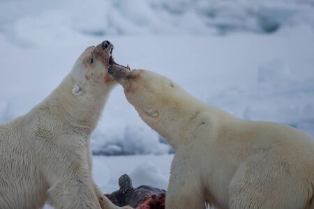 Polar Bear (Ursus maritimus) Spitsbergen North Ocean
