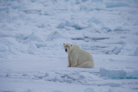 Polar Bear (Ursus maritimus) Spitsbergen North Oceanの写真素材