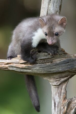 Stone marten, Martes foina, with clear green background. Beech marten, detail portrait of forest...